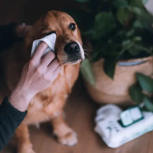 Beco Bamboo Dog Wipes - Coconut Scent