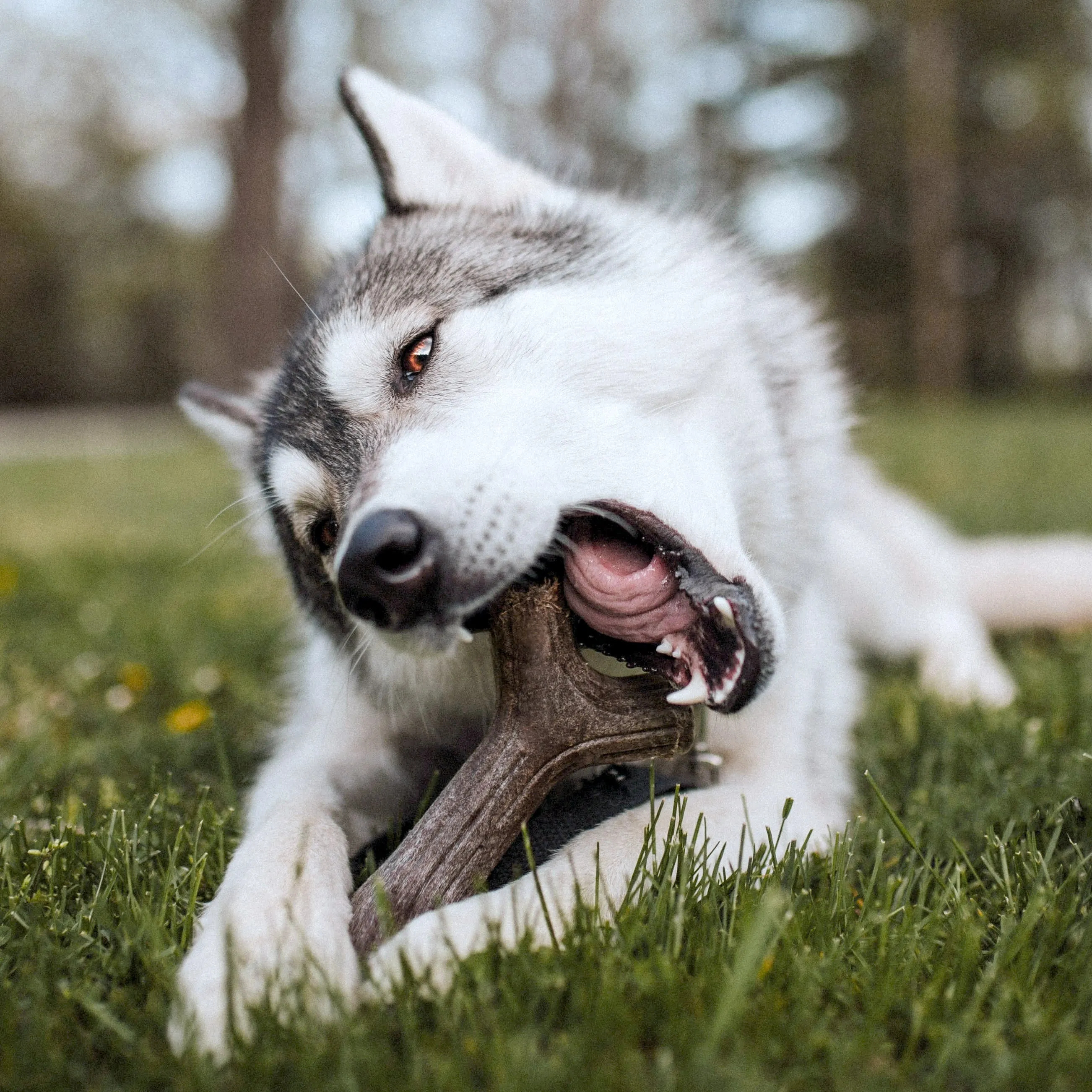 Benebone Bacon Stick Dog Toy