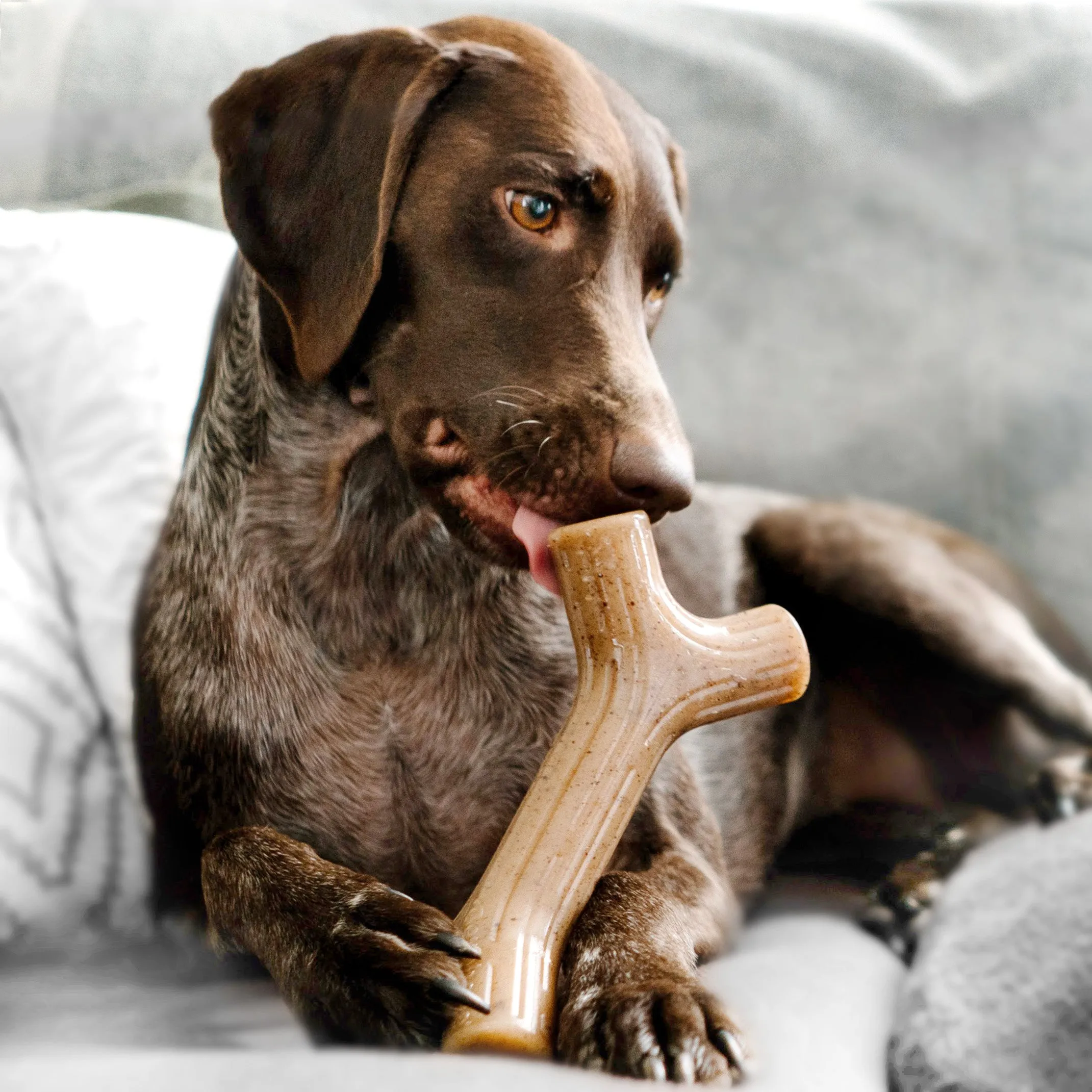 Benebone Bacon Stick Dog Toy