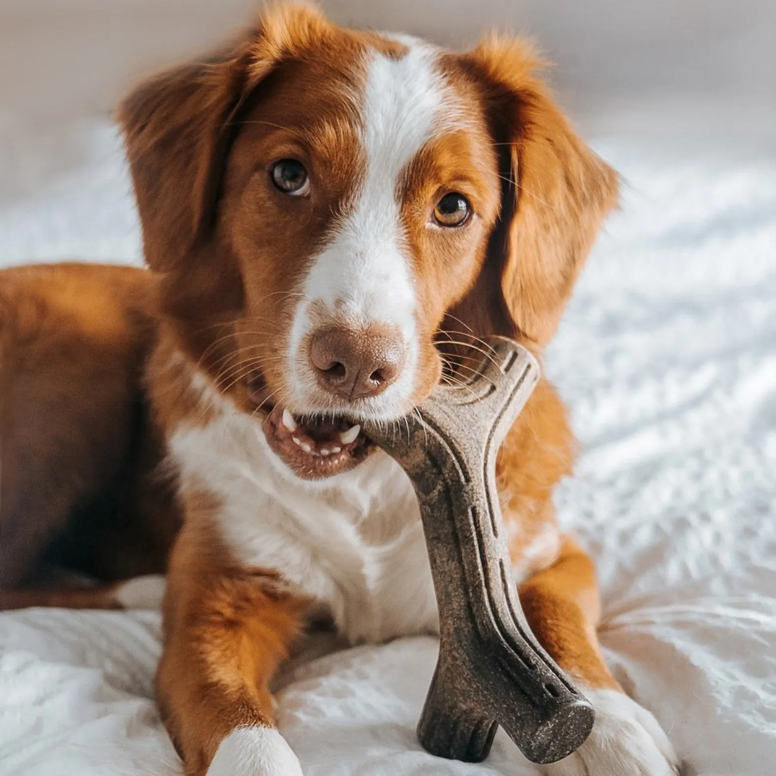 Benebone Bacon Stick Dog Toy