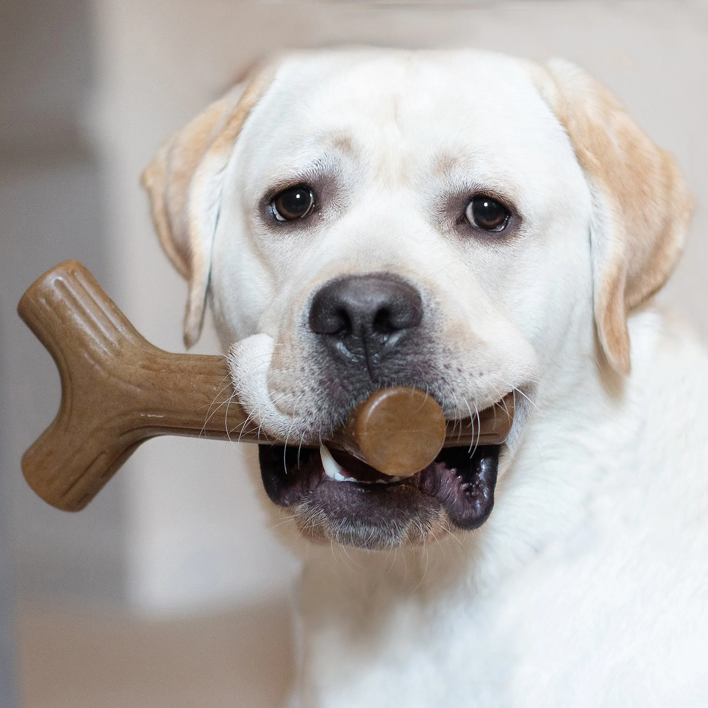 Benebone Bacon Stick Dog Toy