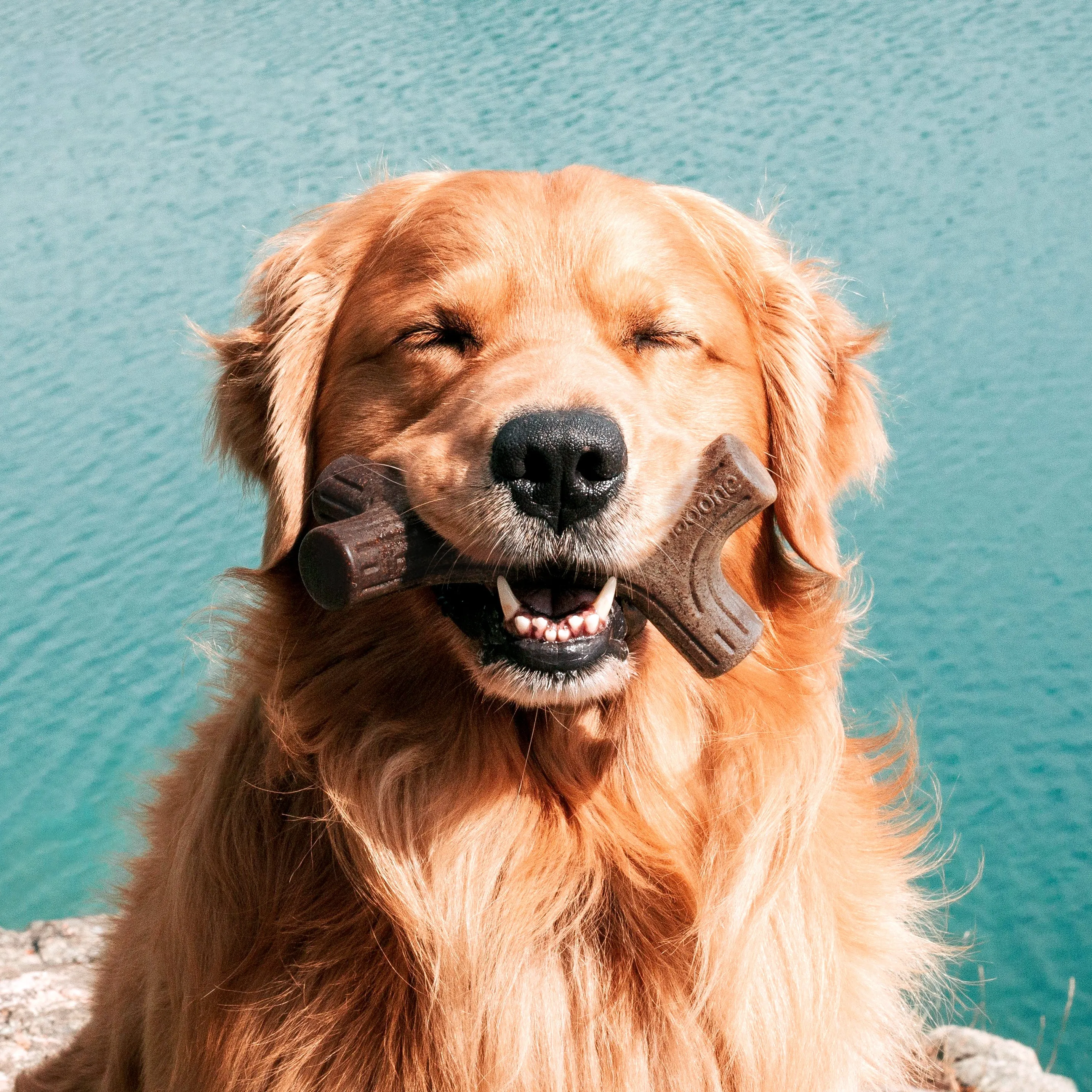 Benebone Bacon Stick Dog Toy