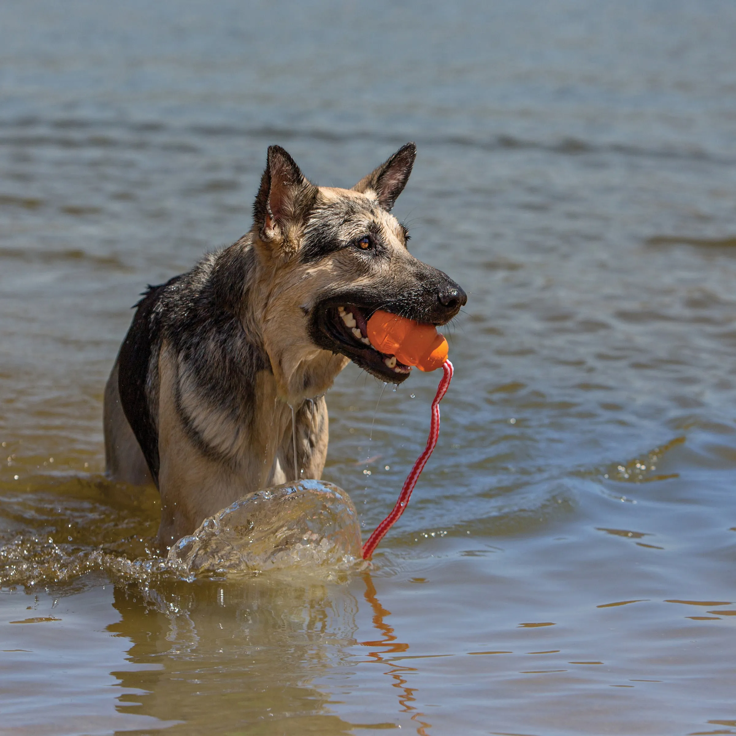 KONG | Active Dog Floating Retrieve Toy | Cool Aqua - Large