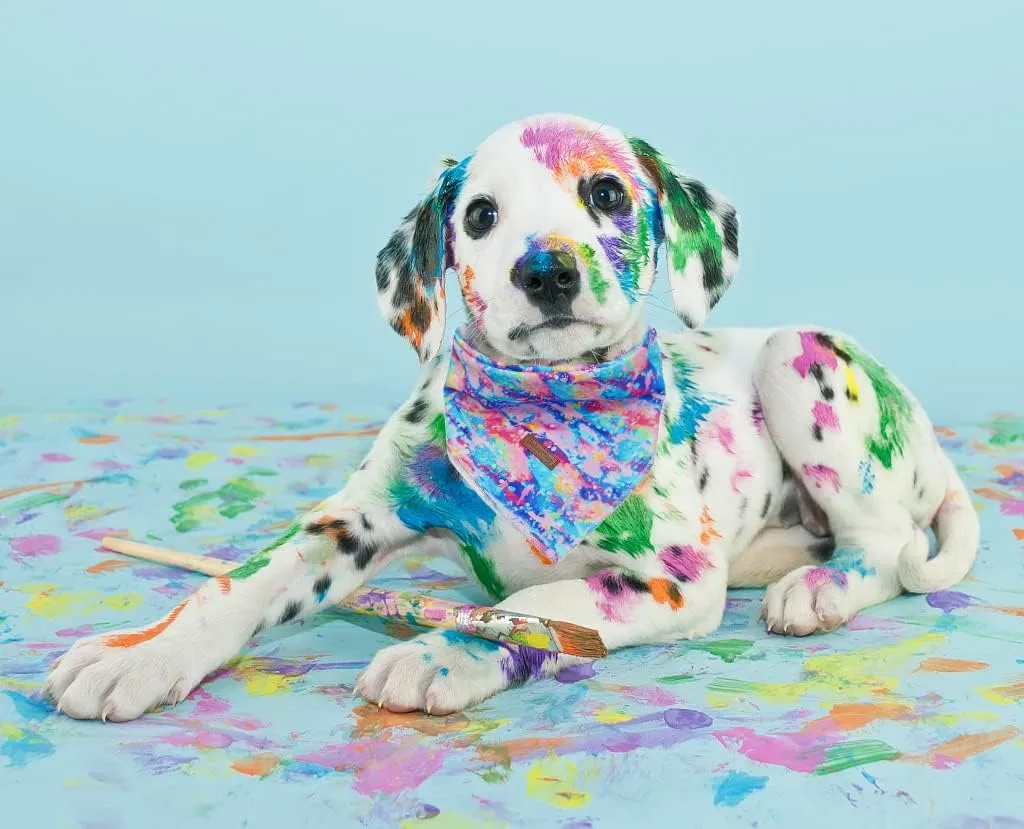 Lionheart Glory Colorful Dog Bandana 1 Pack, Soft Washable Square Adjustable Dog & Cat Scarf