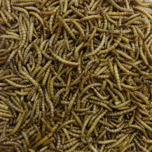 NPF Dry Mealworm 70g