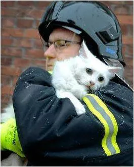 Pet Rescue Emergency Window Cling Note