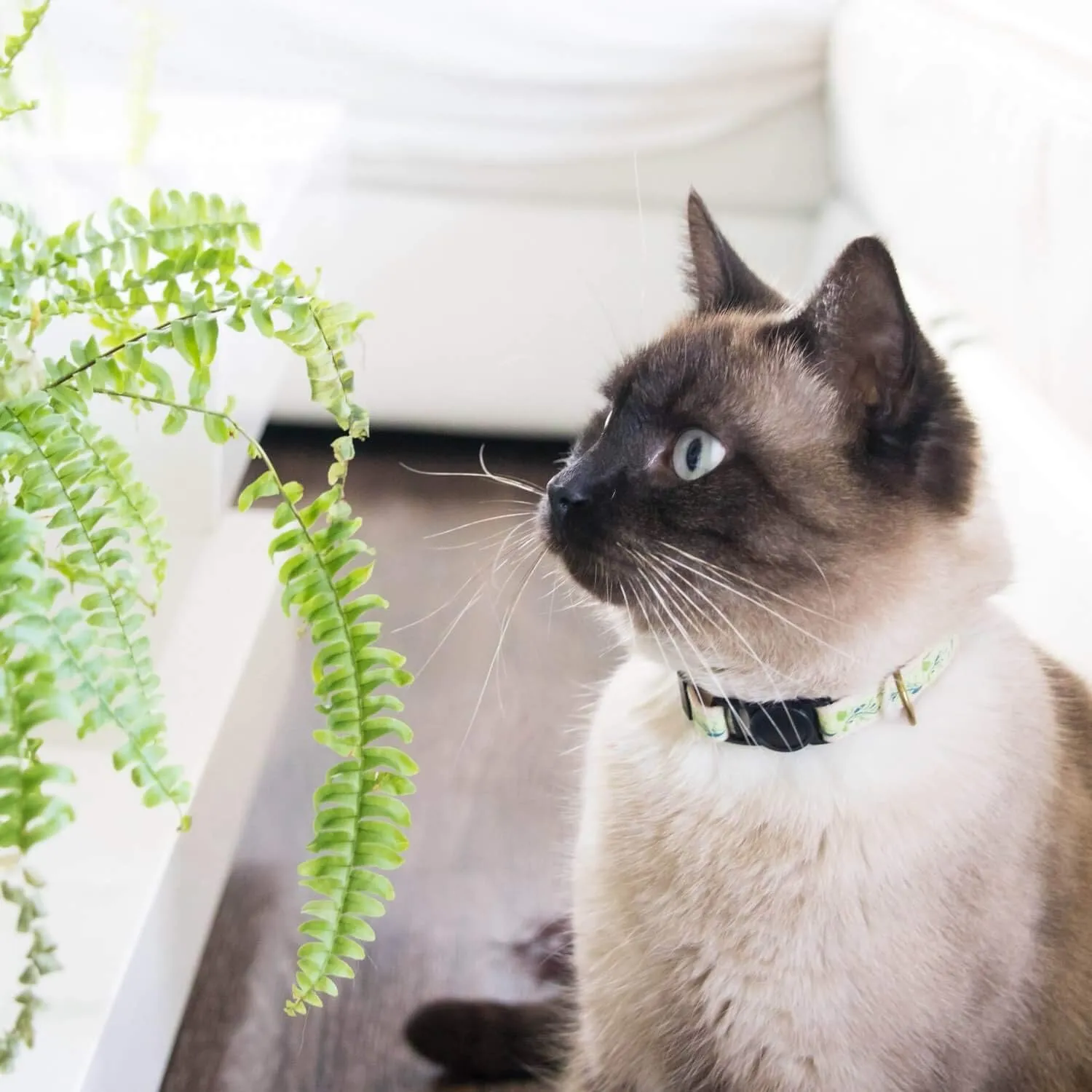 Pettsie Breakaway Cat Collar & Matching Friendship Bracelet  Adjustable, Soft Cotton Collar for Cats, Quick-Release Safety Buckle, Lightweight, Stylish, Designed for Cat Lovers, Green