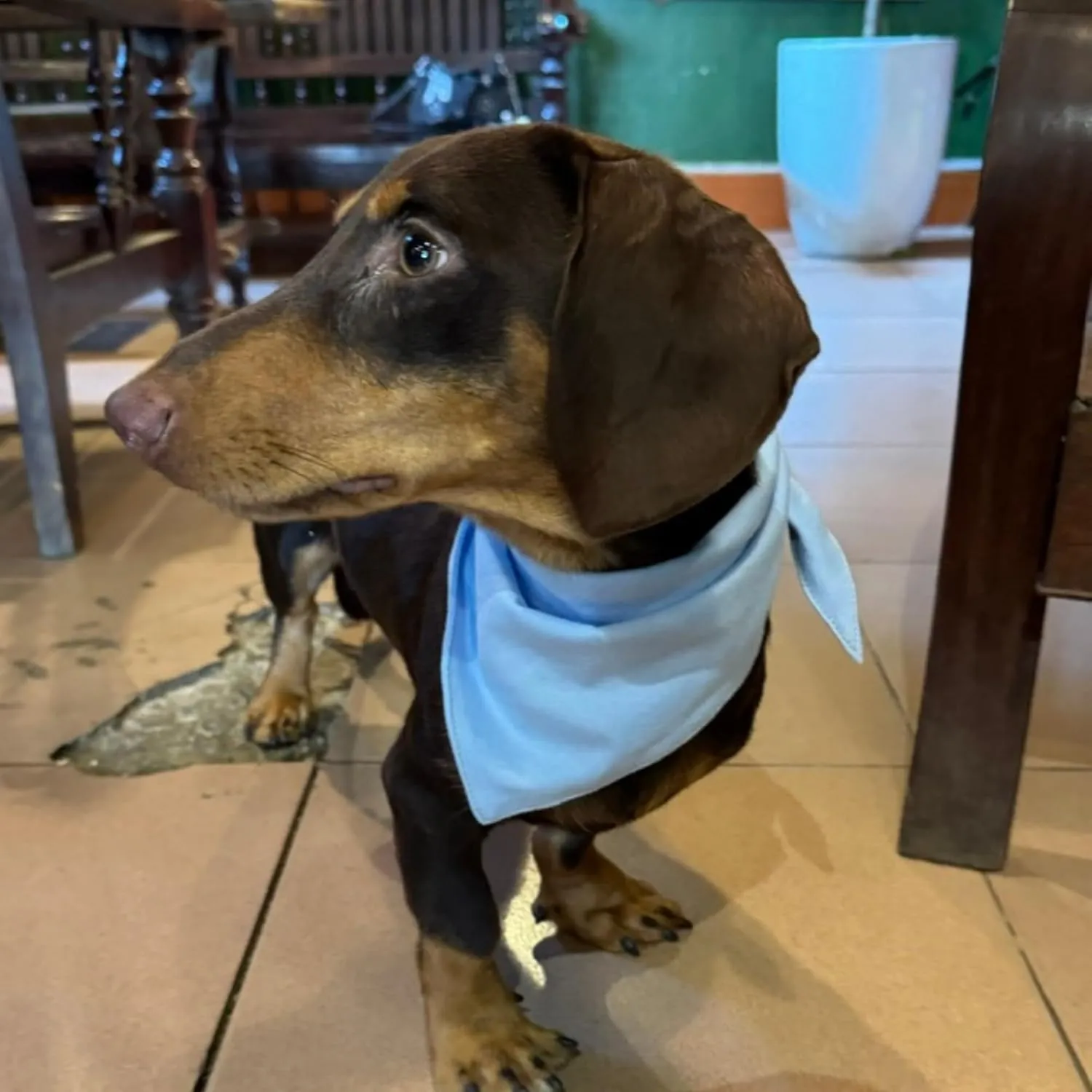Premium Solid Blue Dog Bandana, Luxury Soft Cotton Adjustable Triangle Scarf for Small Dogs, Comfortable, Stylish, and Customizable for All Seasons, Dog Accessories