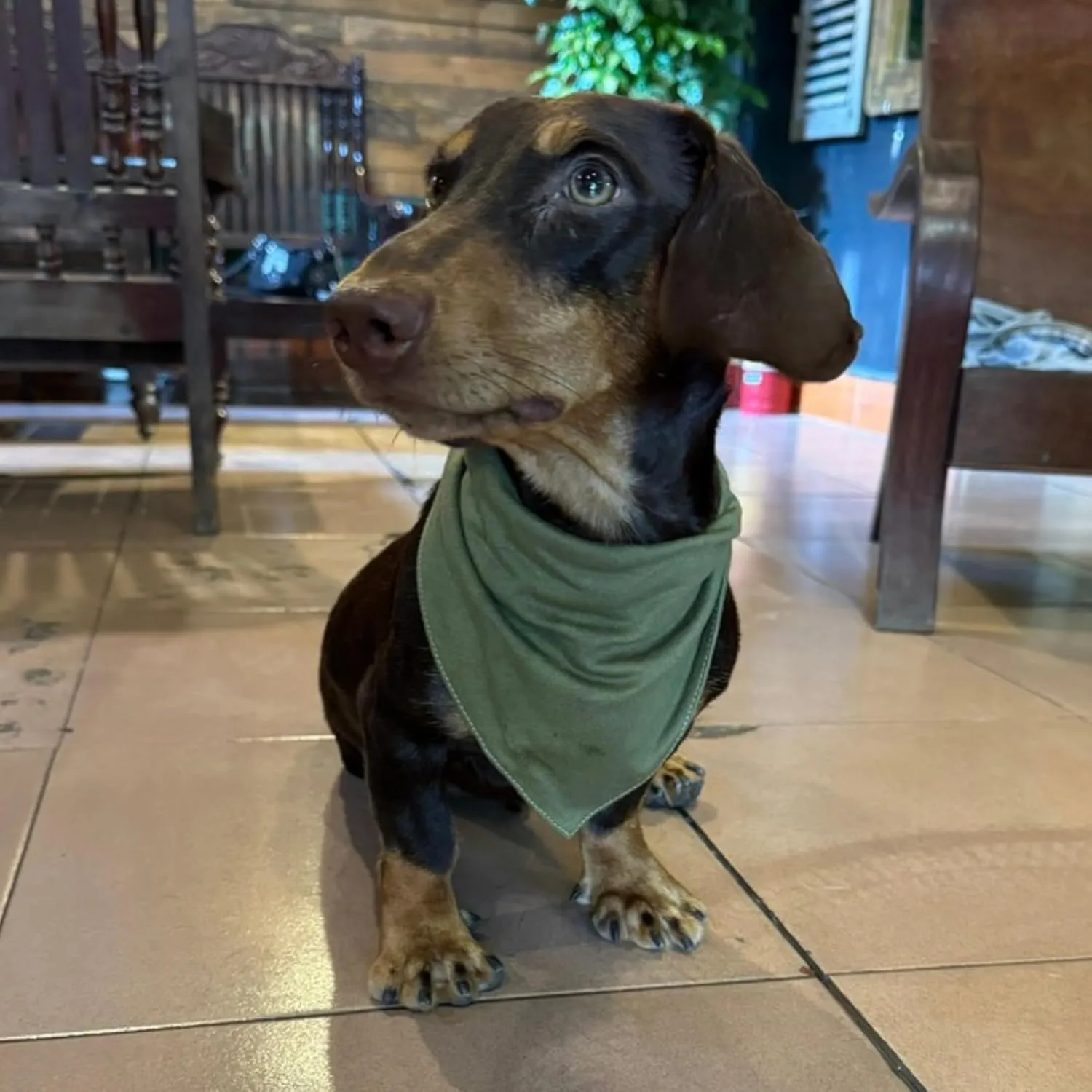 Premium Solid Olive Dog Bandana, Luxury Soft Cotton Adjustable Triangle Scarf for Small Dogs, Comfortable, Stylish, and Customizable for All Seasons, Dog Accessories