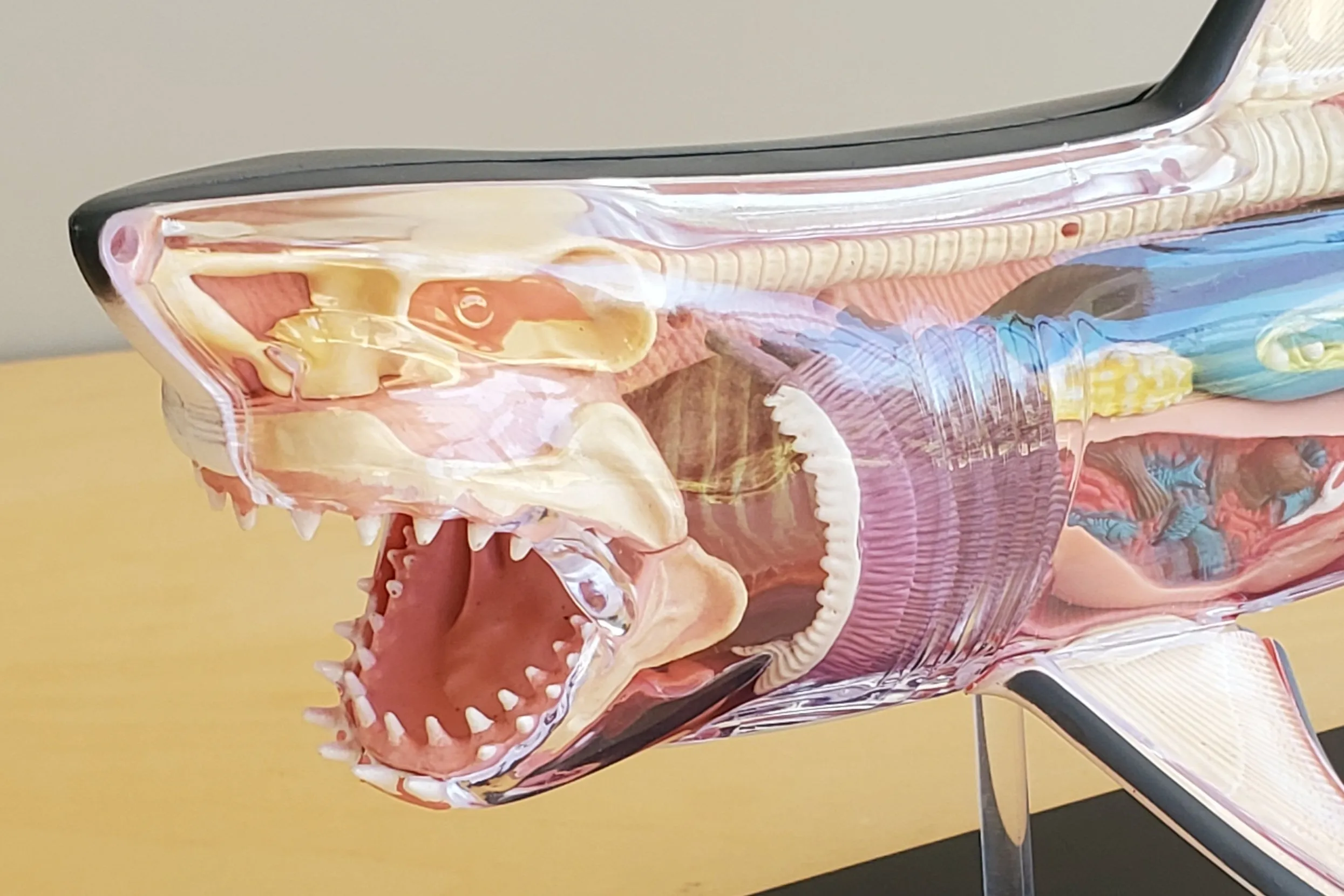 Shark Anatomy Model 4D