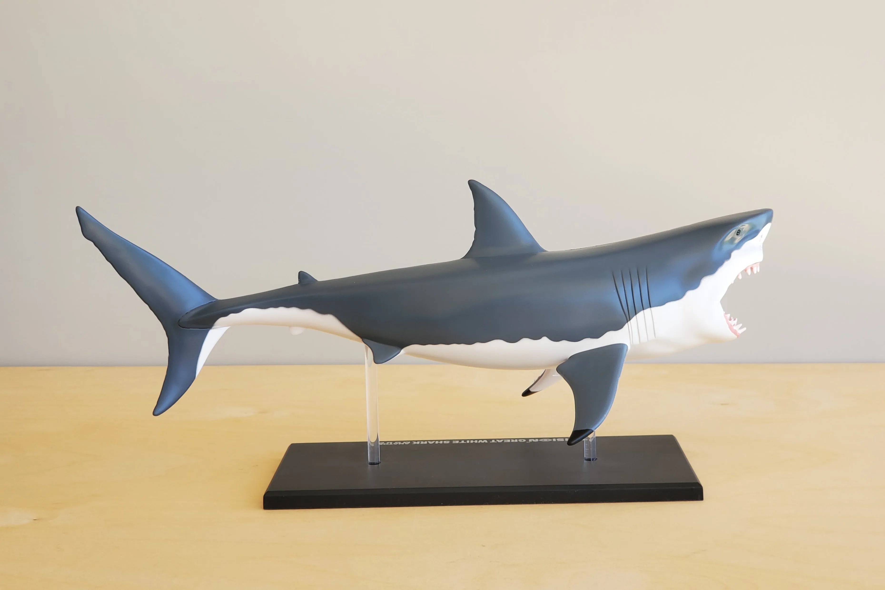 Shark Anatomy Model 4D