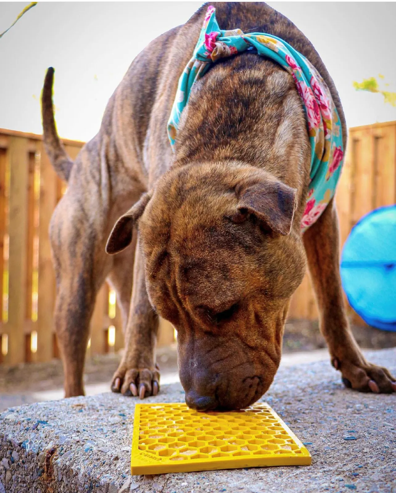 Small Pink Flower Power & Small Yellow Honeycomb eMat Lick Mat Bundle