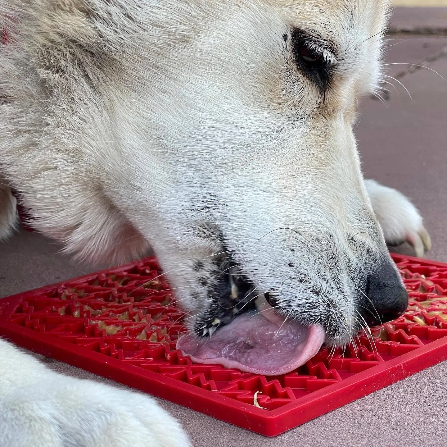 Sodapup Enrichment Lick Mat - Tree Design