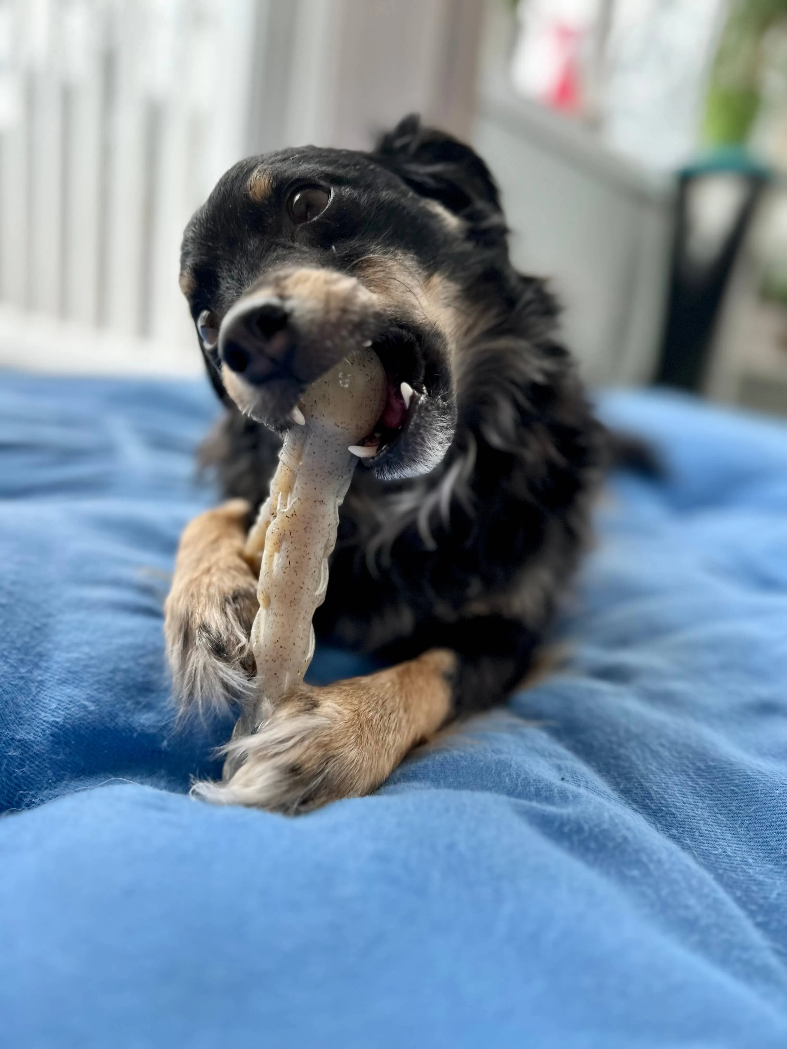 Spunky Pup - Hard Chew Nylon Antlers - Made in the USA - The Antler - Elk