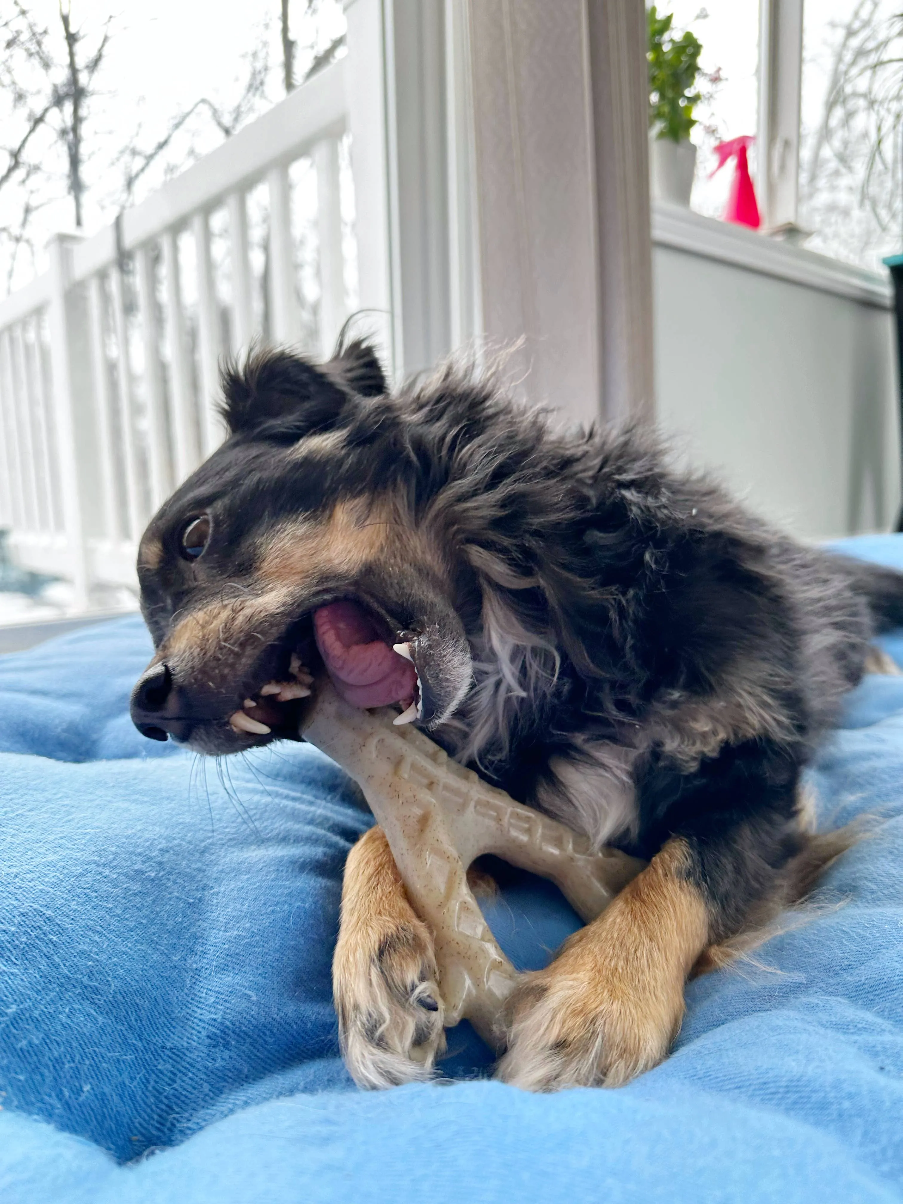 Spunky Pup - Hard Chew Nylon Antlers - Made in the USA - The Antler - Elk