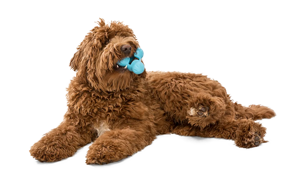 Tux Dog Treat Toy